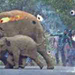 Моторошні кадри. В Індії слониху зі слоненям закидали палаючими гілками
